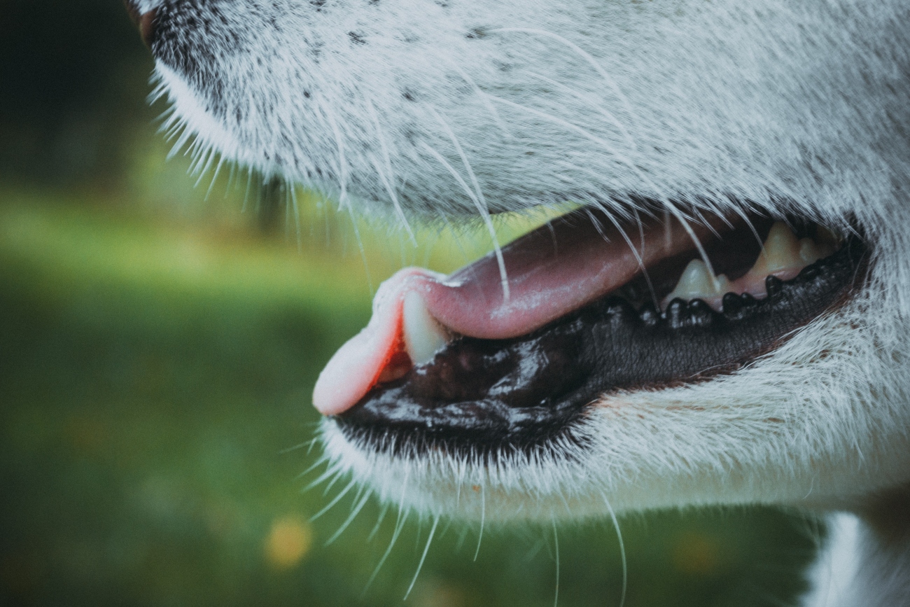How to clean an old dog’s teeth