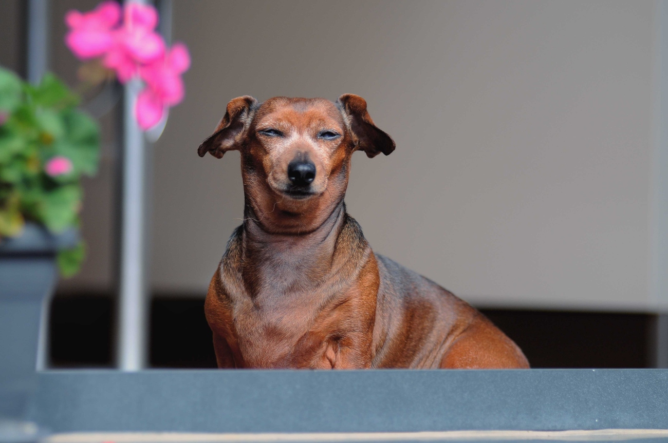 Dachshund closed eyes