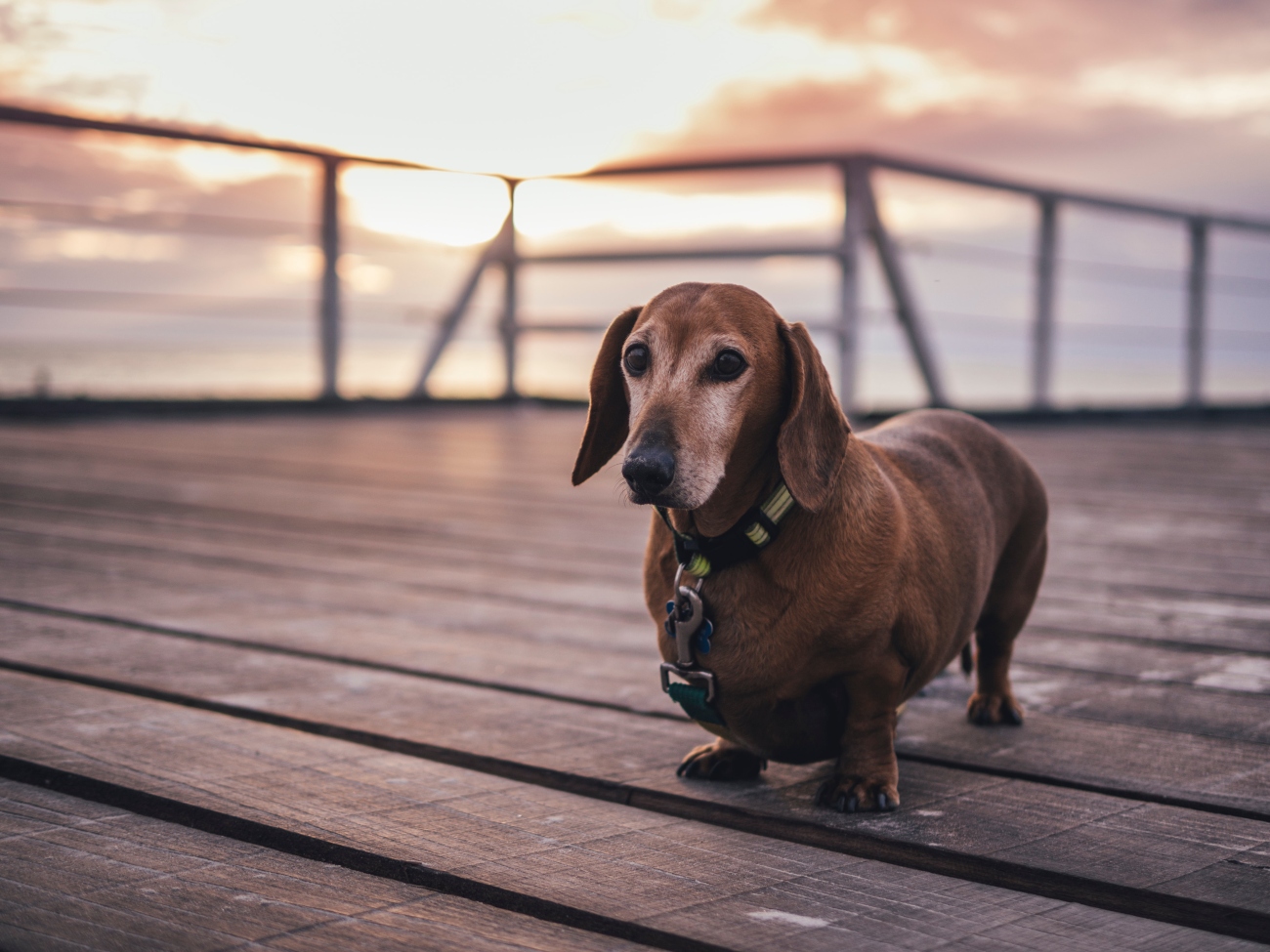 sausage dog by sea