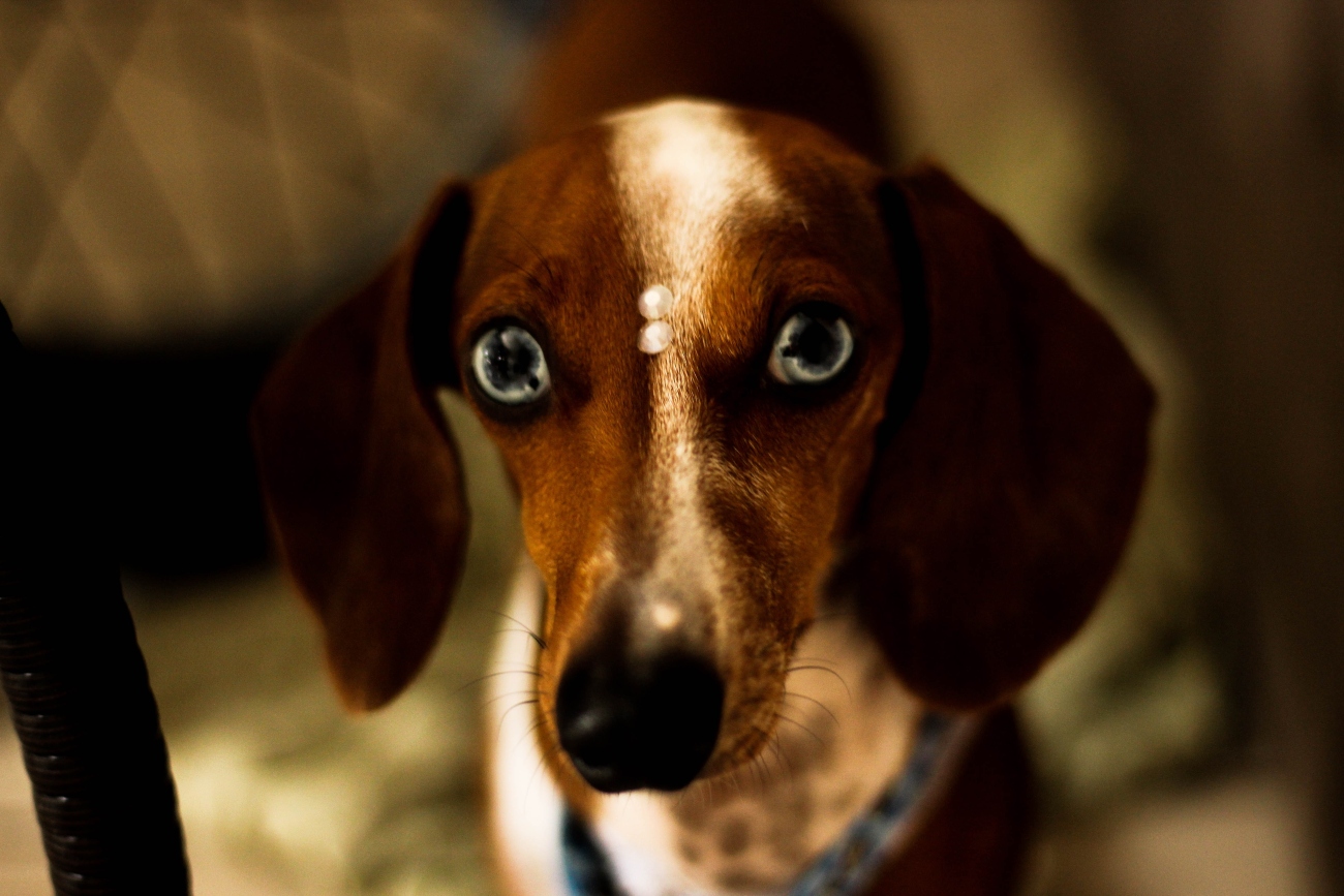 Common eye problems for older dogs