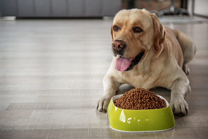 Dog with large bowl