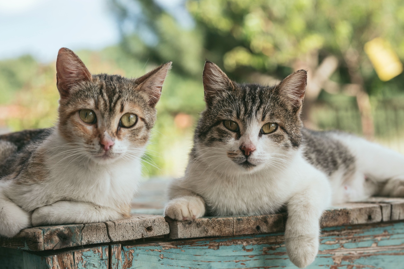 Outdoors cats