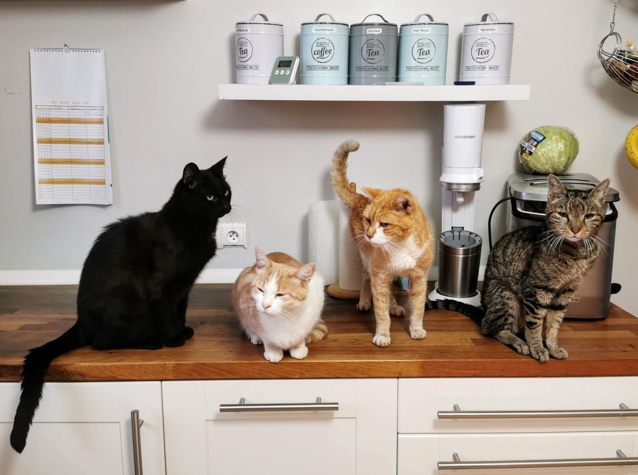 Top tips for living in a multi-cat household