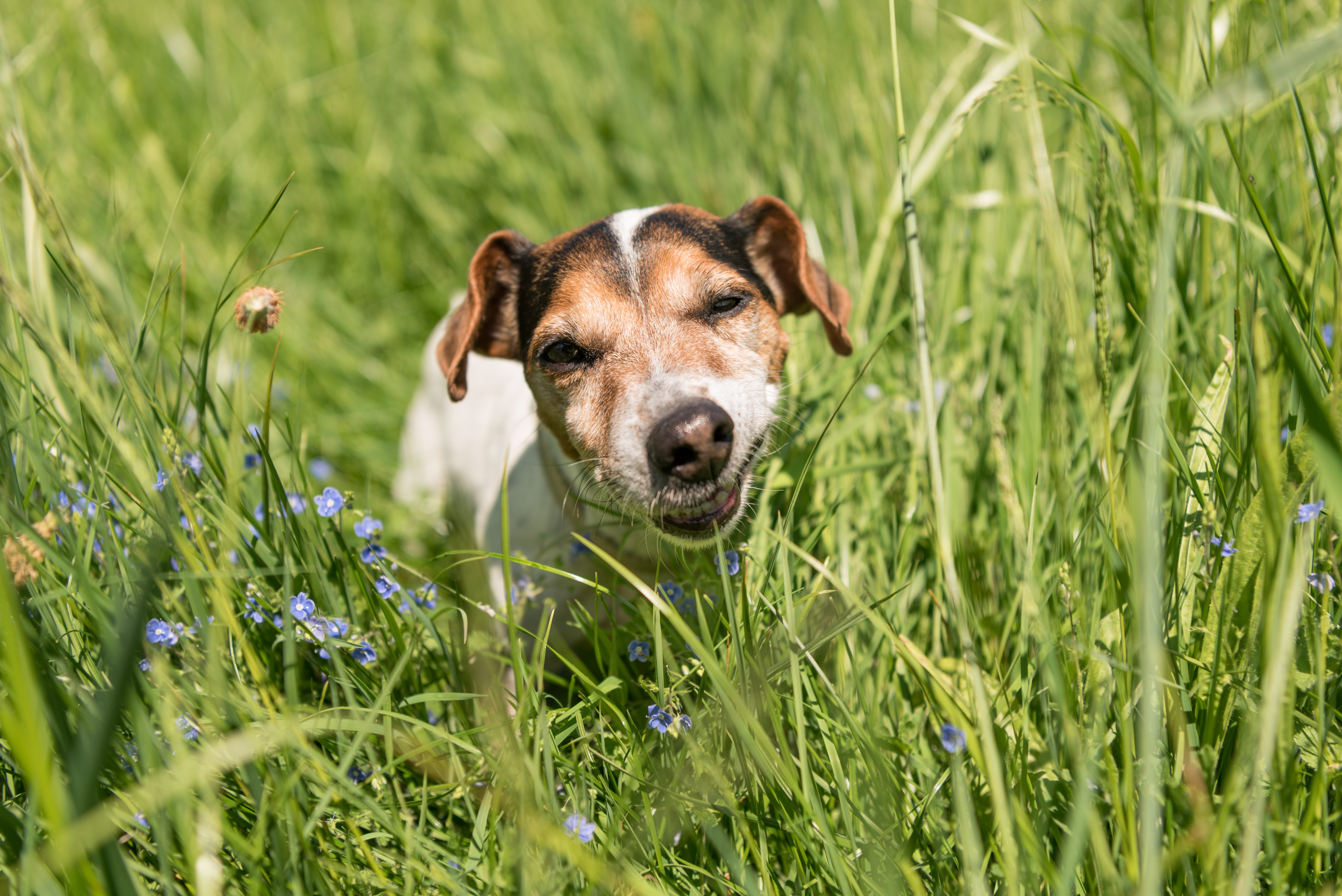 Jack russell