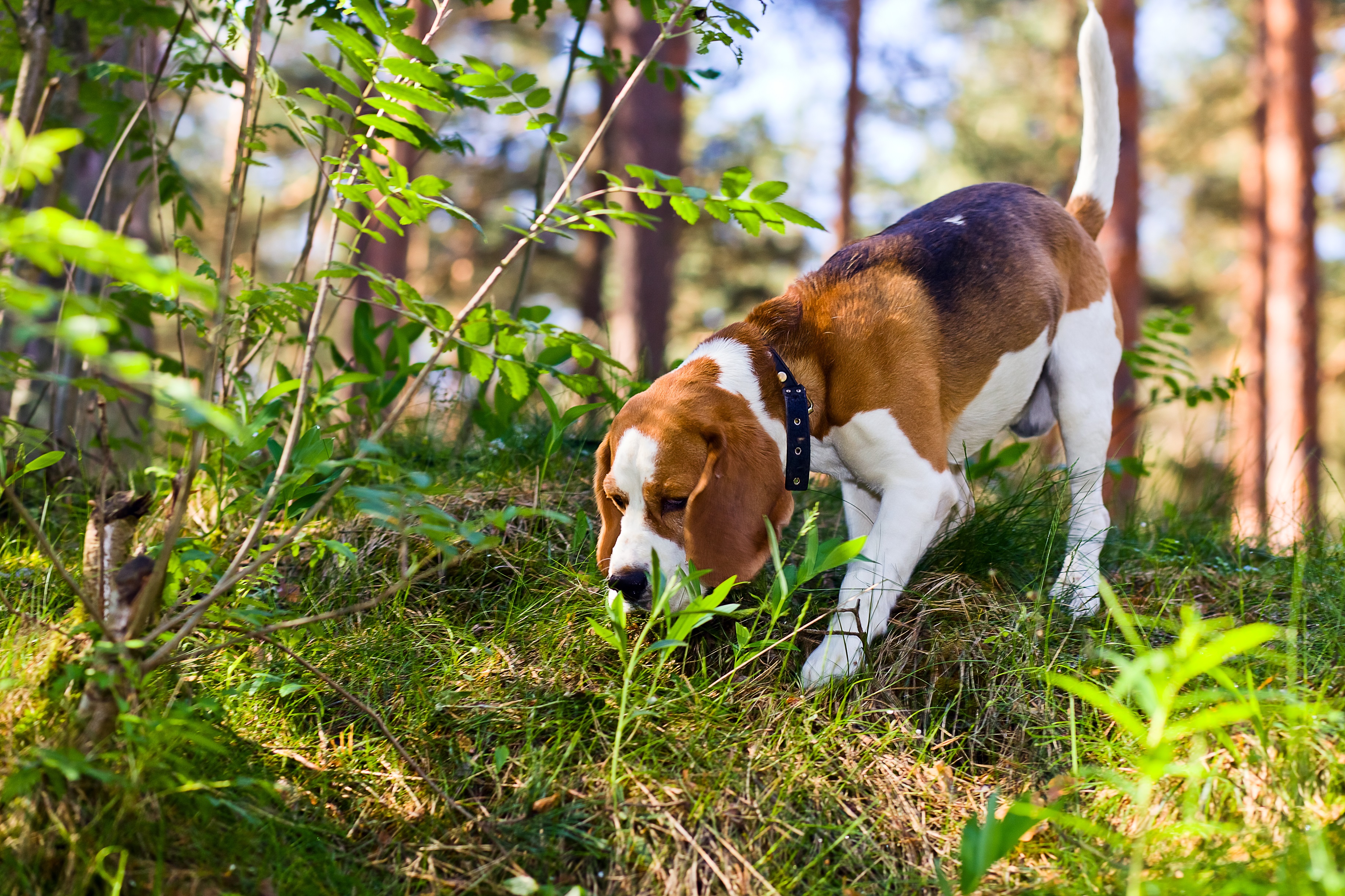 Dog with fleas