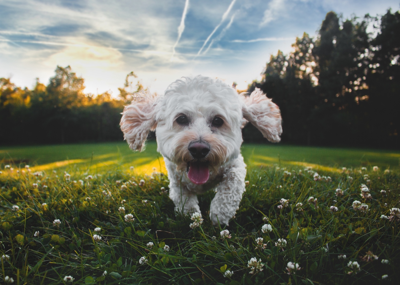 Happy dog