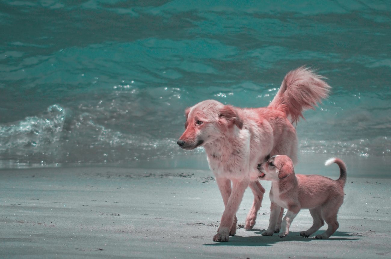 Older dog with puppy