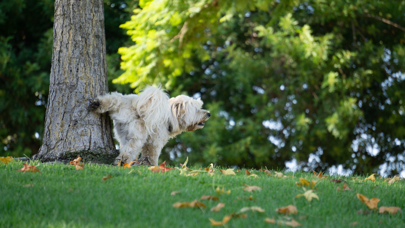 Dog urinating