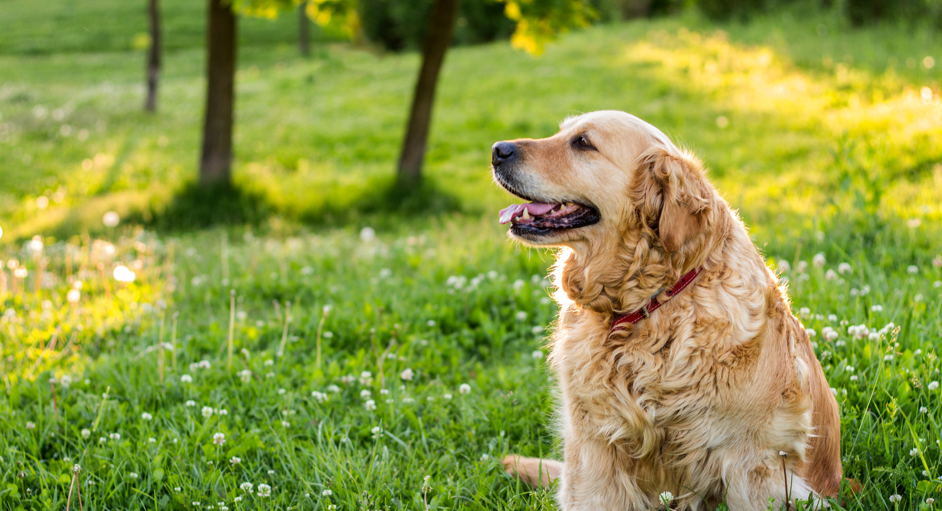 Cheerful Dog