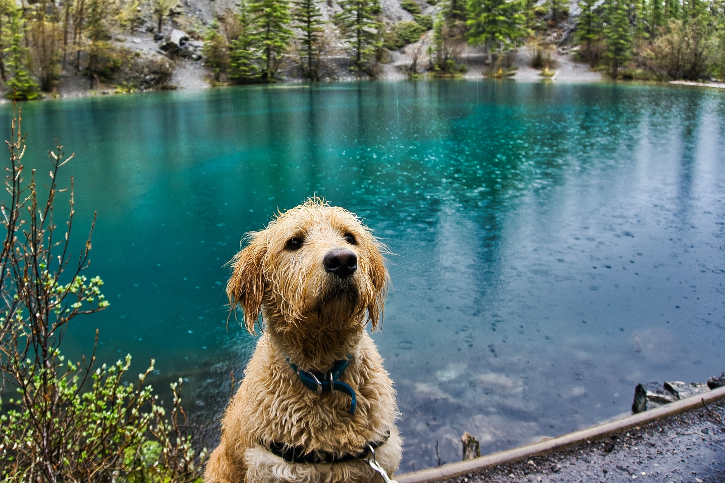 Dog in rain