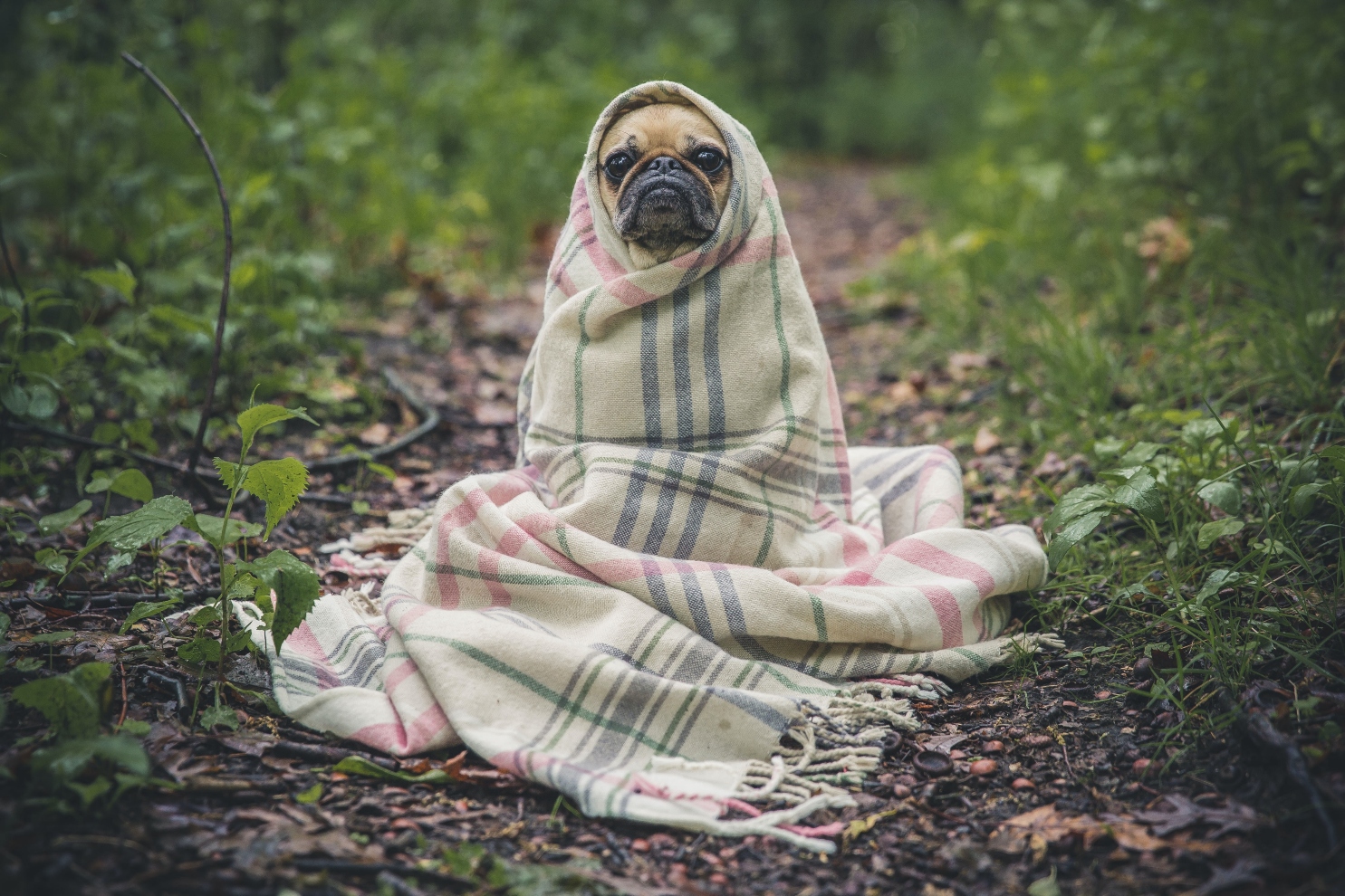 Dog in blanket