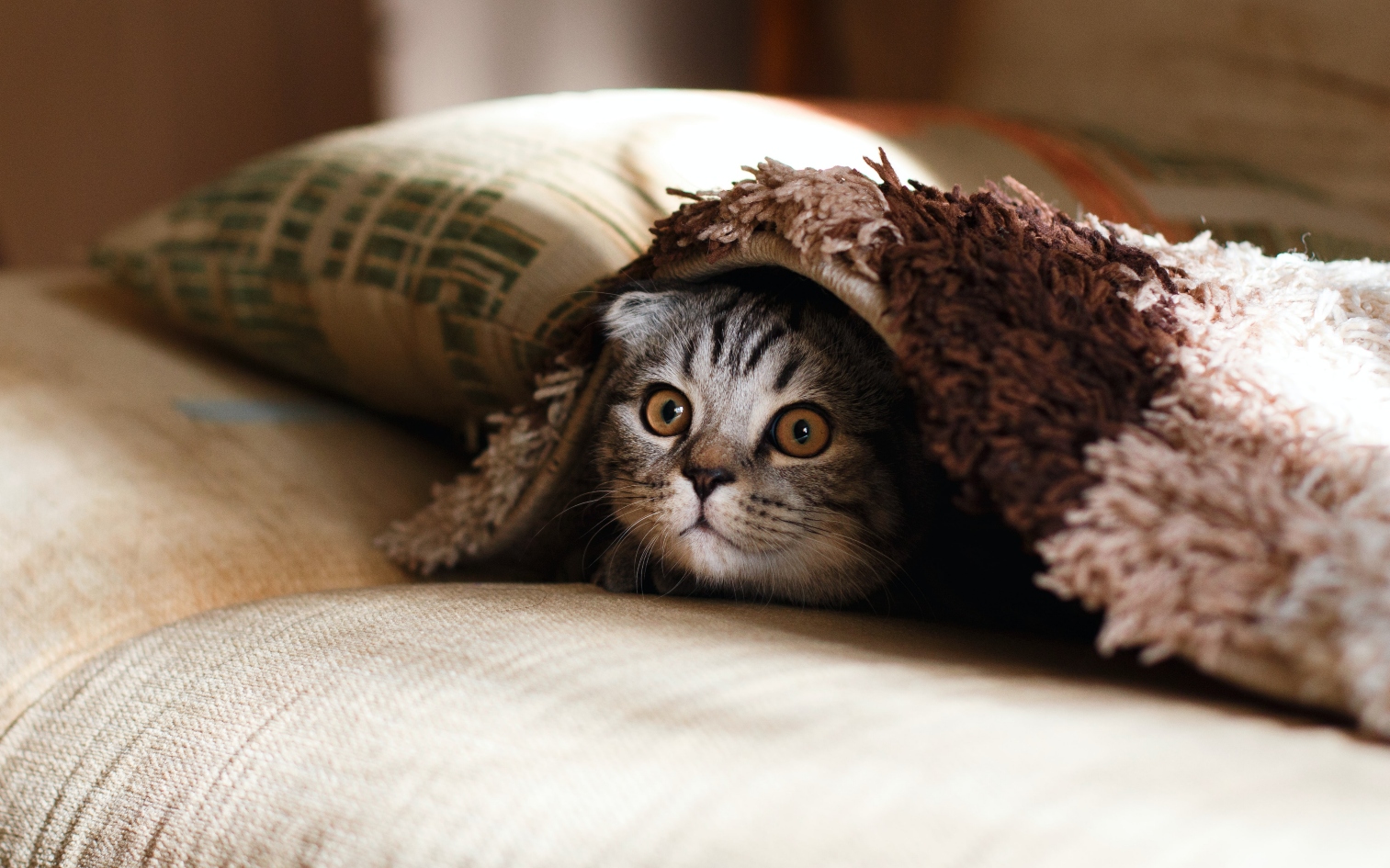 Cat under blanket