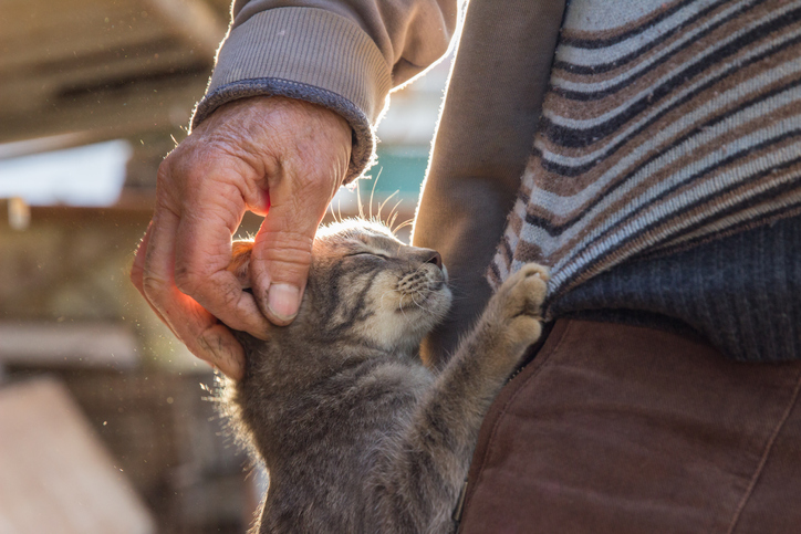 Elderly man and cat