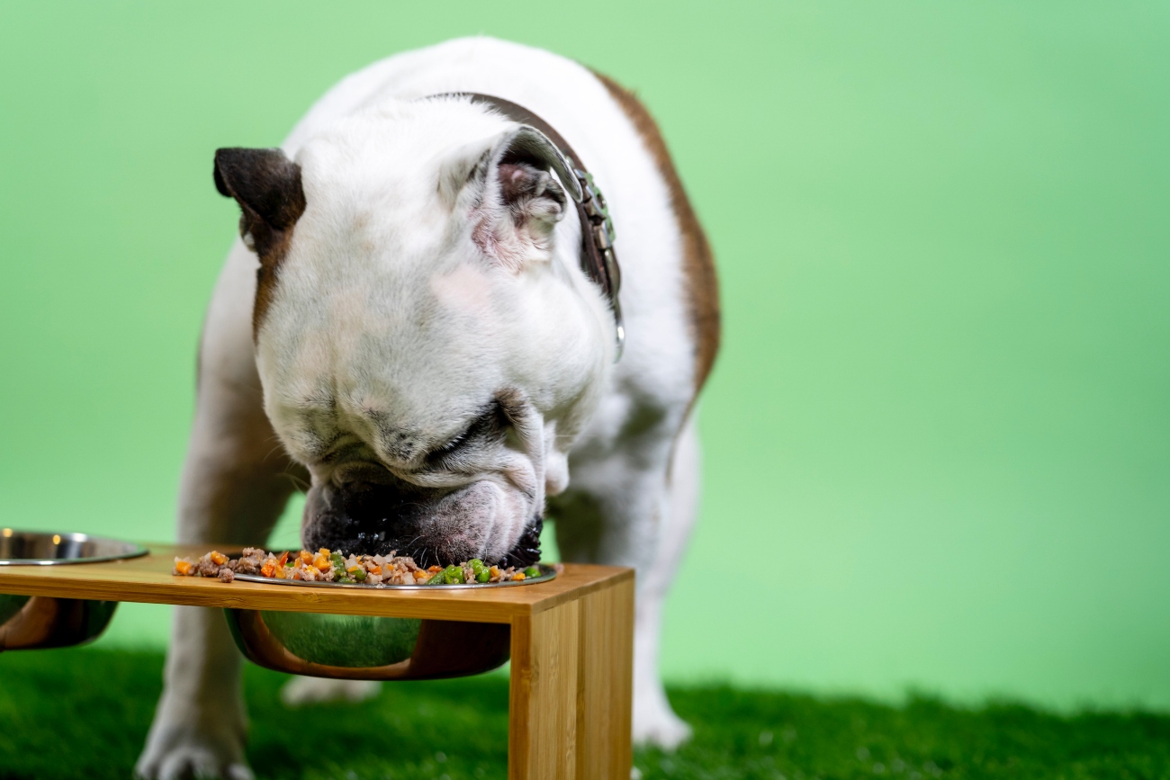 Dog Eating From Bowl Green Background