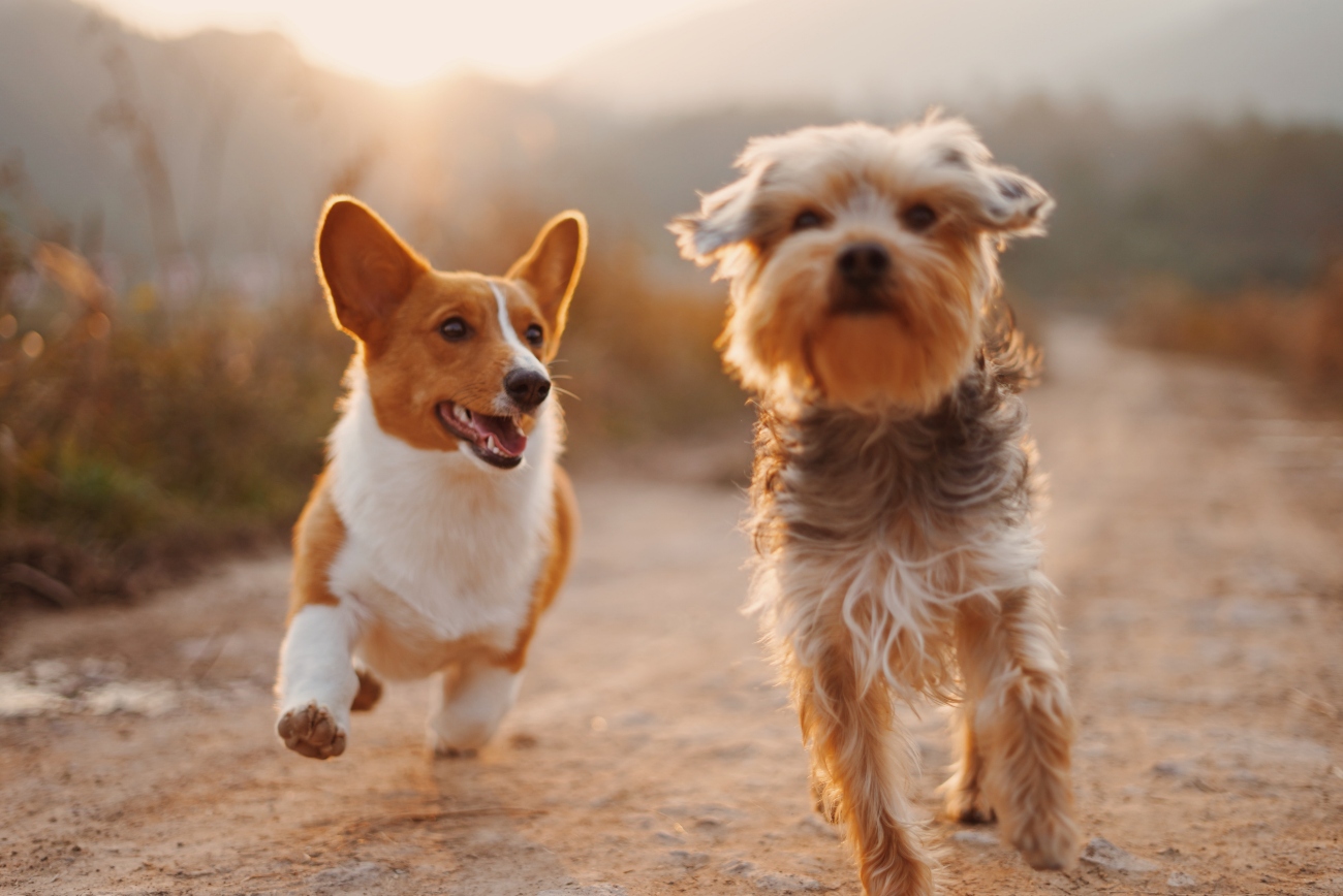 Two Dogs Running Next To Each Other