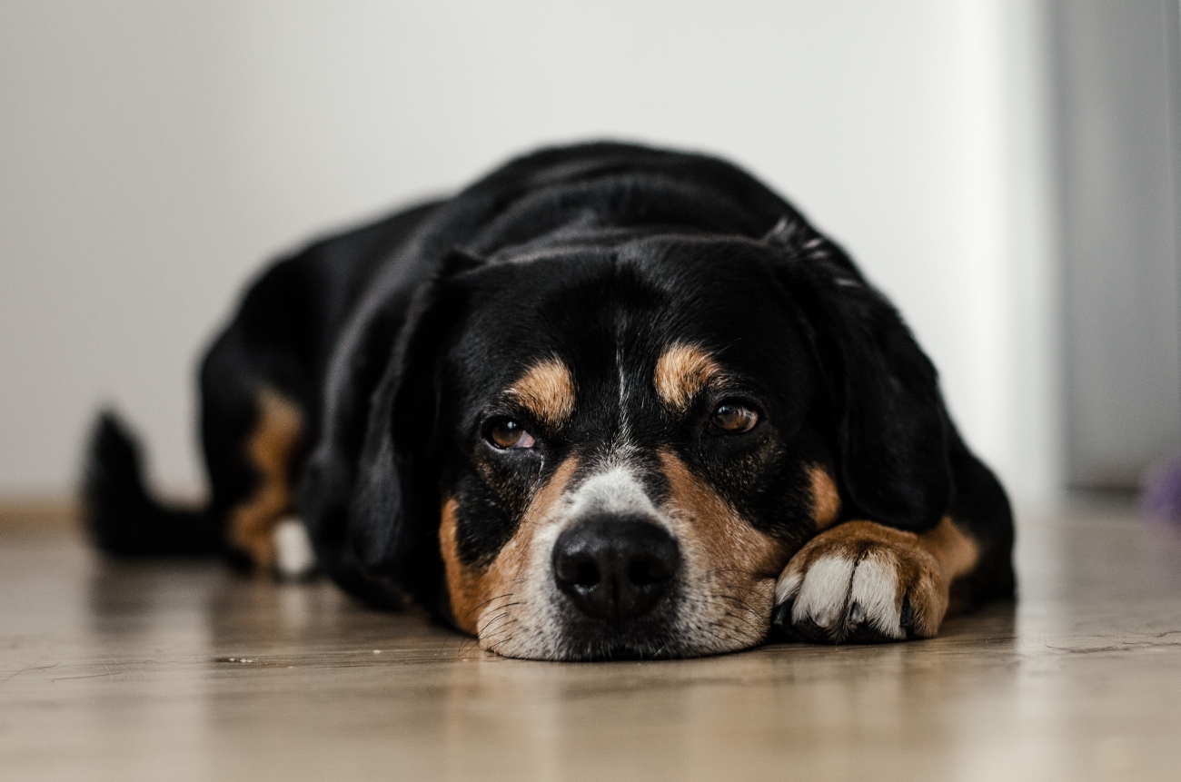 Black Dog Lying On Floor Looking Ill