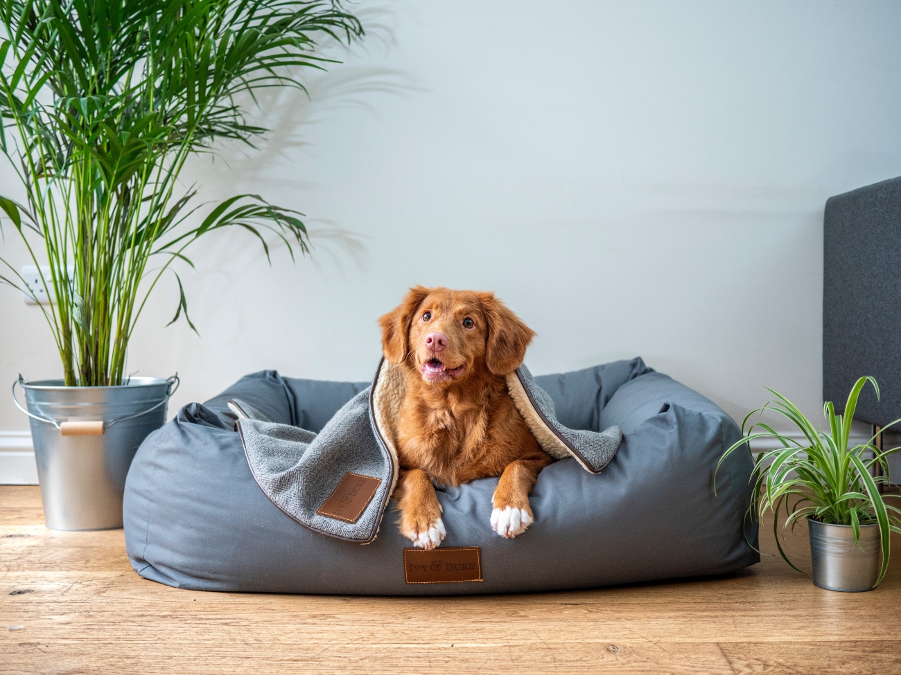 Ginger Dog Lying In a Dog Bed With Blanket