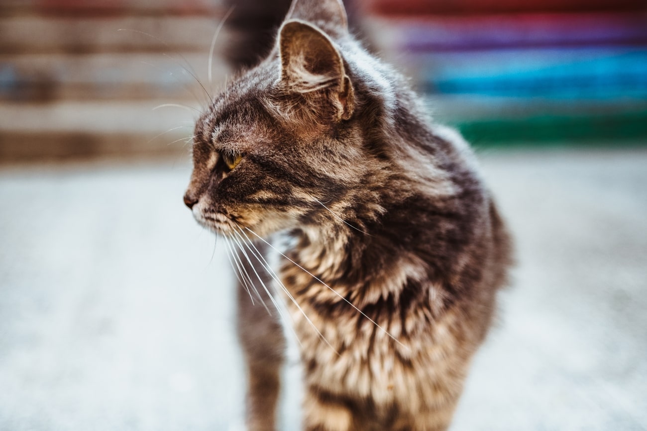 Keep disinfectants away from your cat