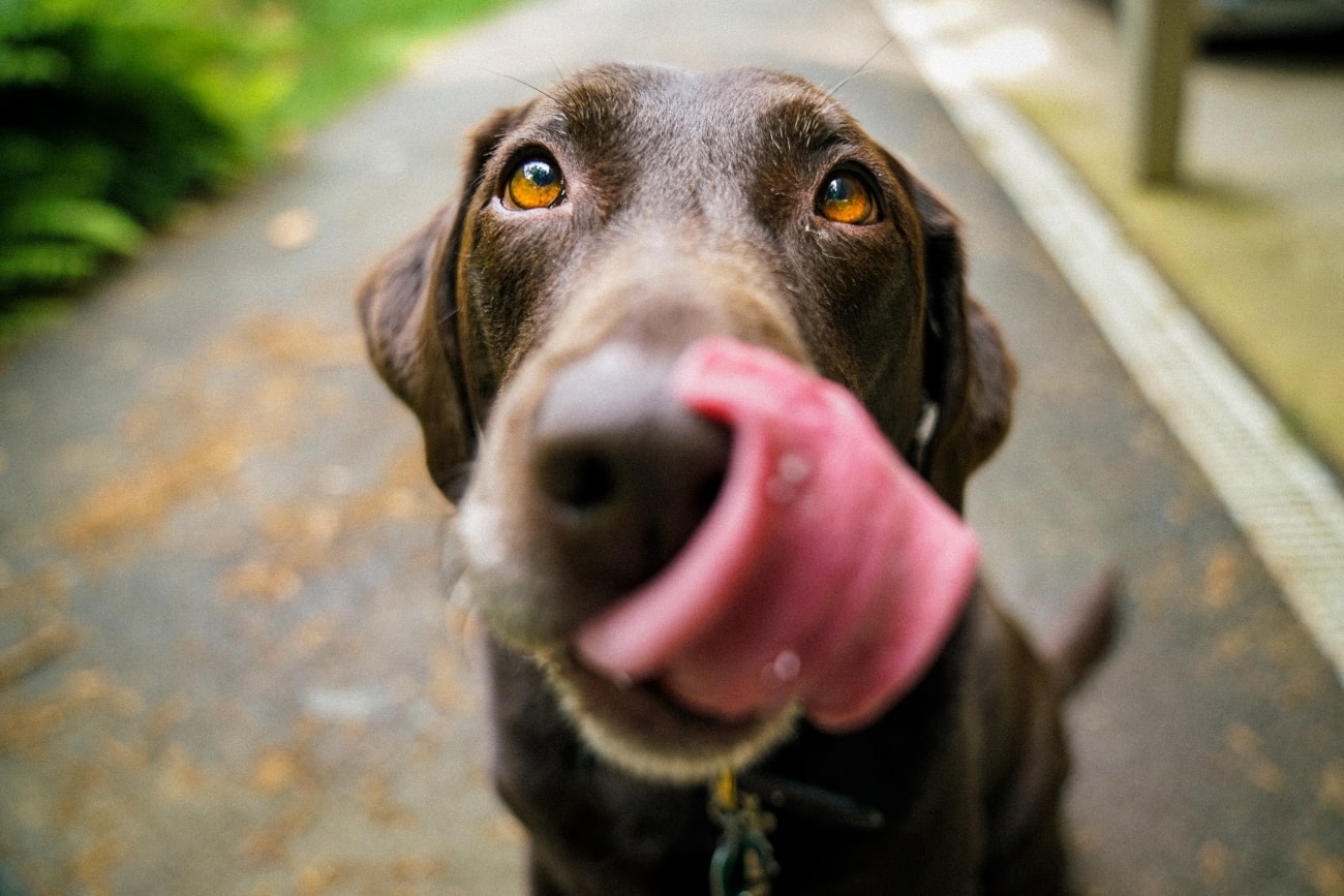 Chocolate Labrador Licking Nose