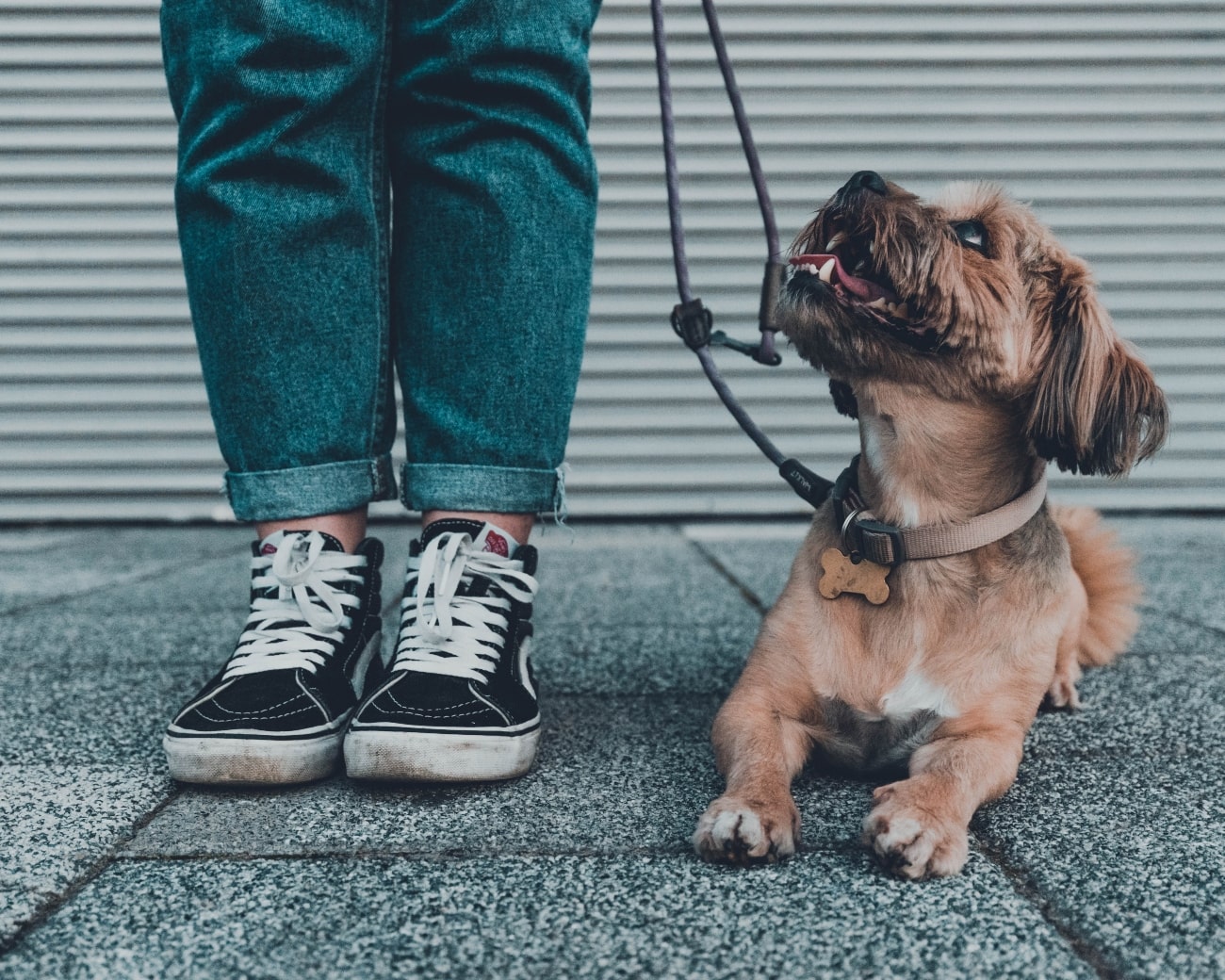 Old Dog Lying Down Looking At Owner