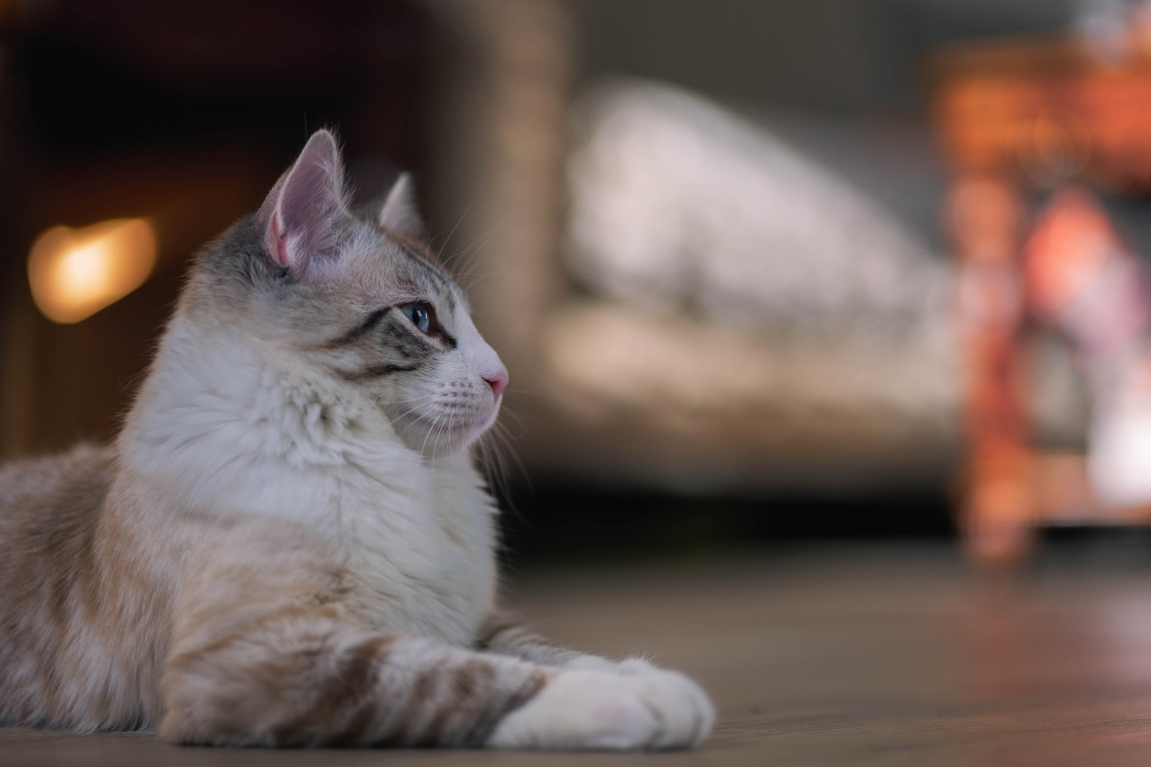 Older cat lying down on the floor