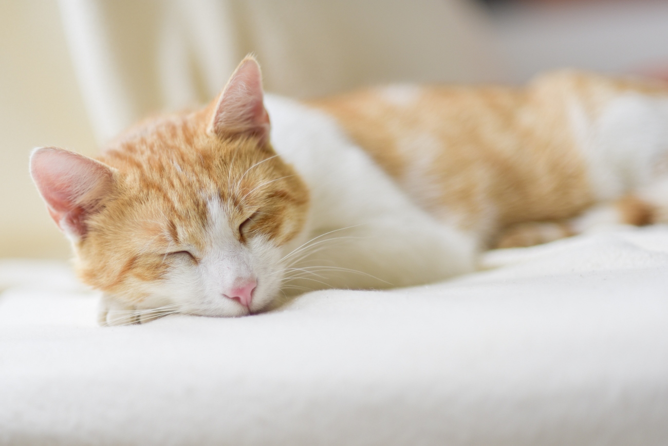 Ginger cat sleeping on a cat bed