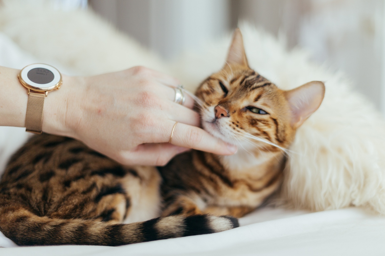 cat lying down with owner stroking its chin