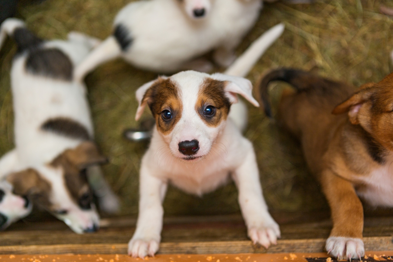 group of puppies looking at camera