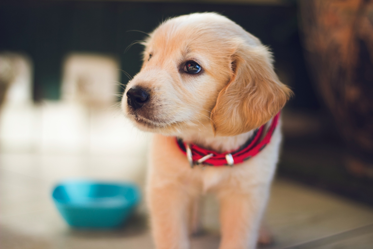 golden labrador puppy with red collar