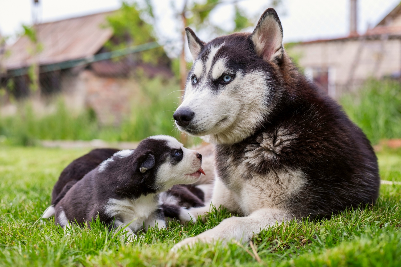 husky dog with her puppies