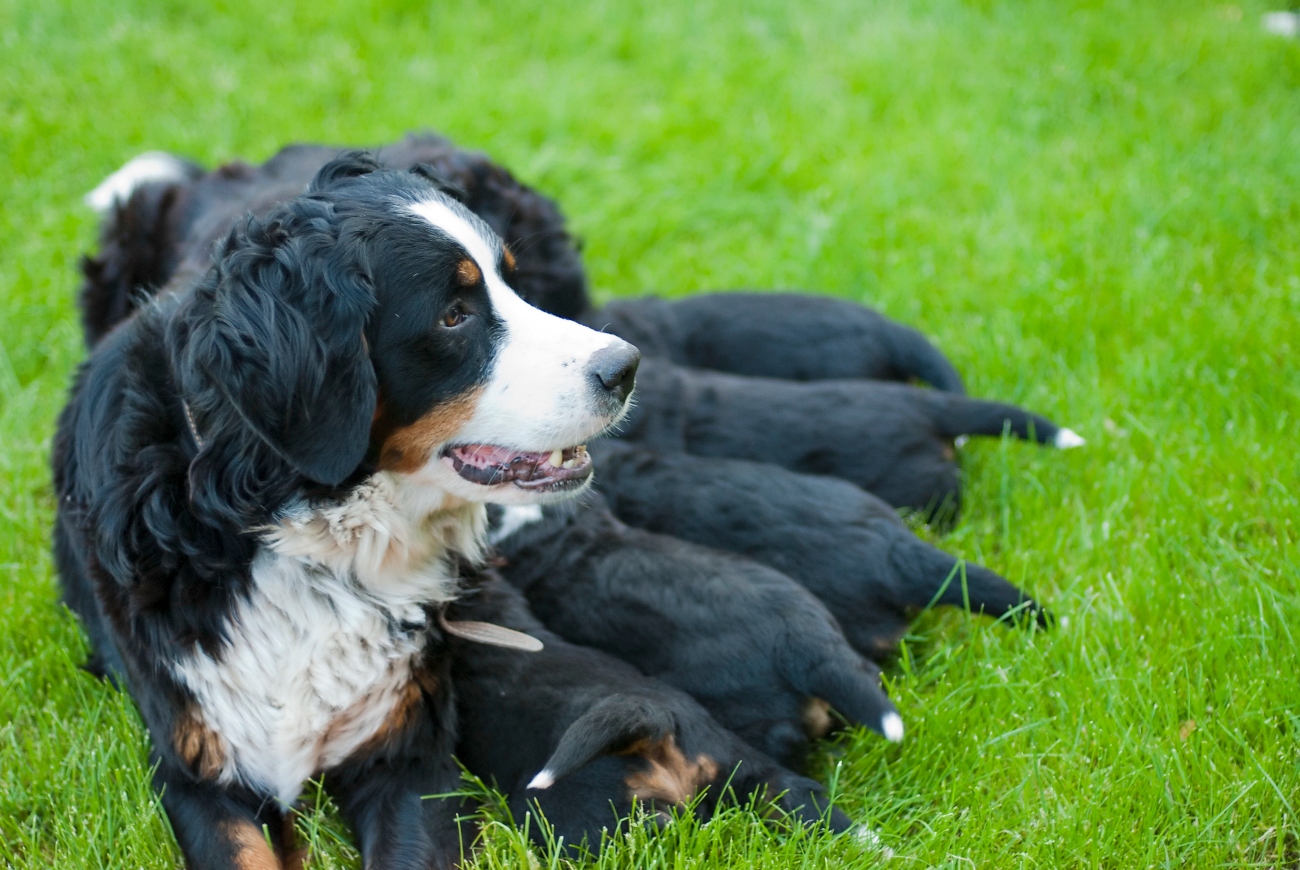 dog with her puppies in a field