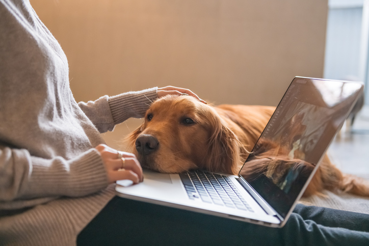 Relaxing dog