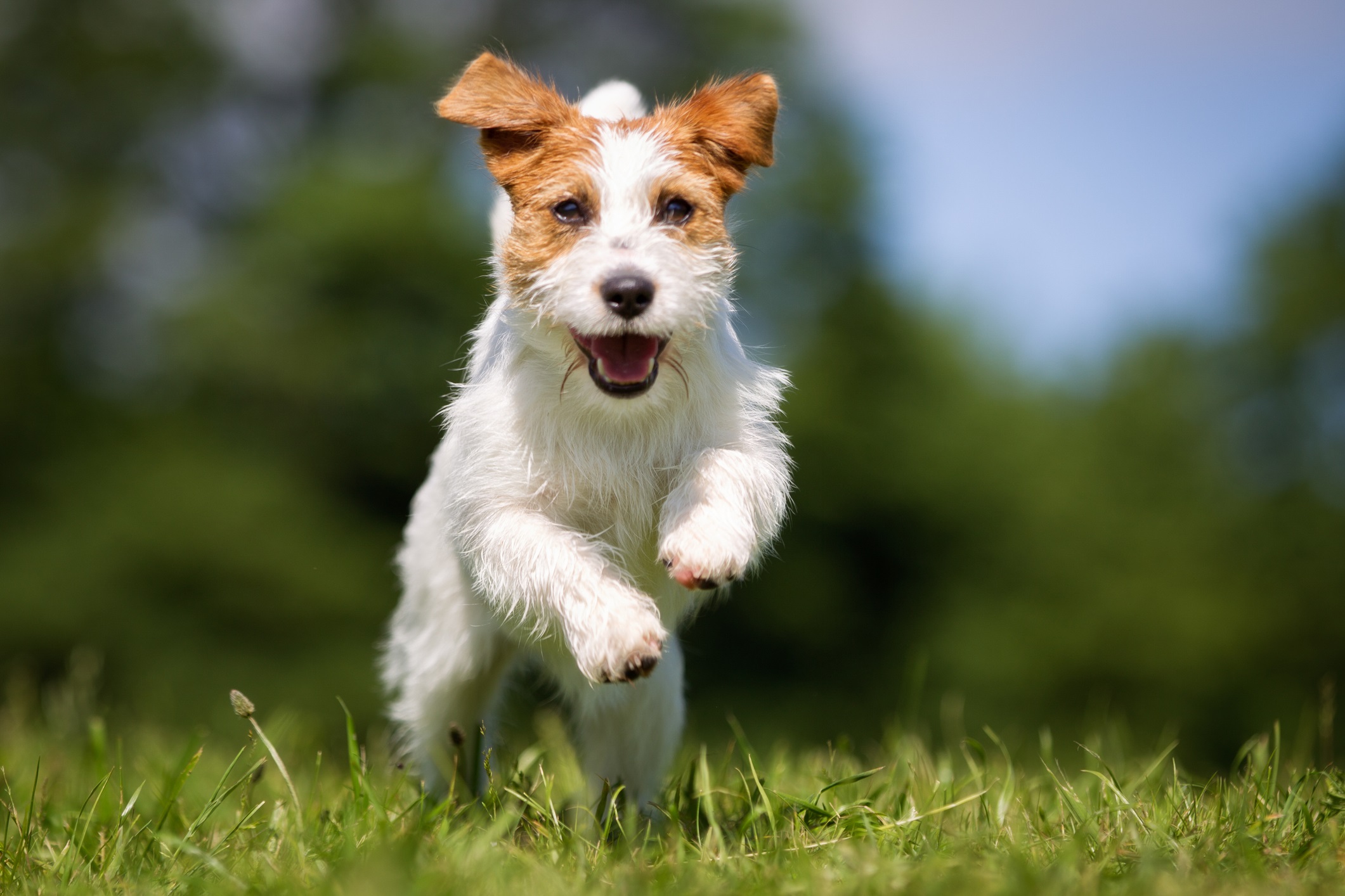 Jack russell terrier