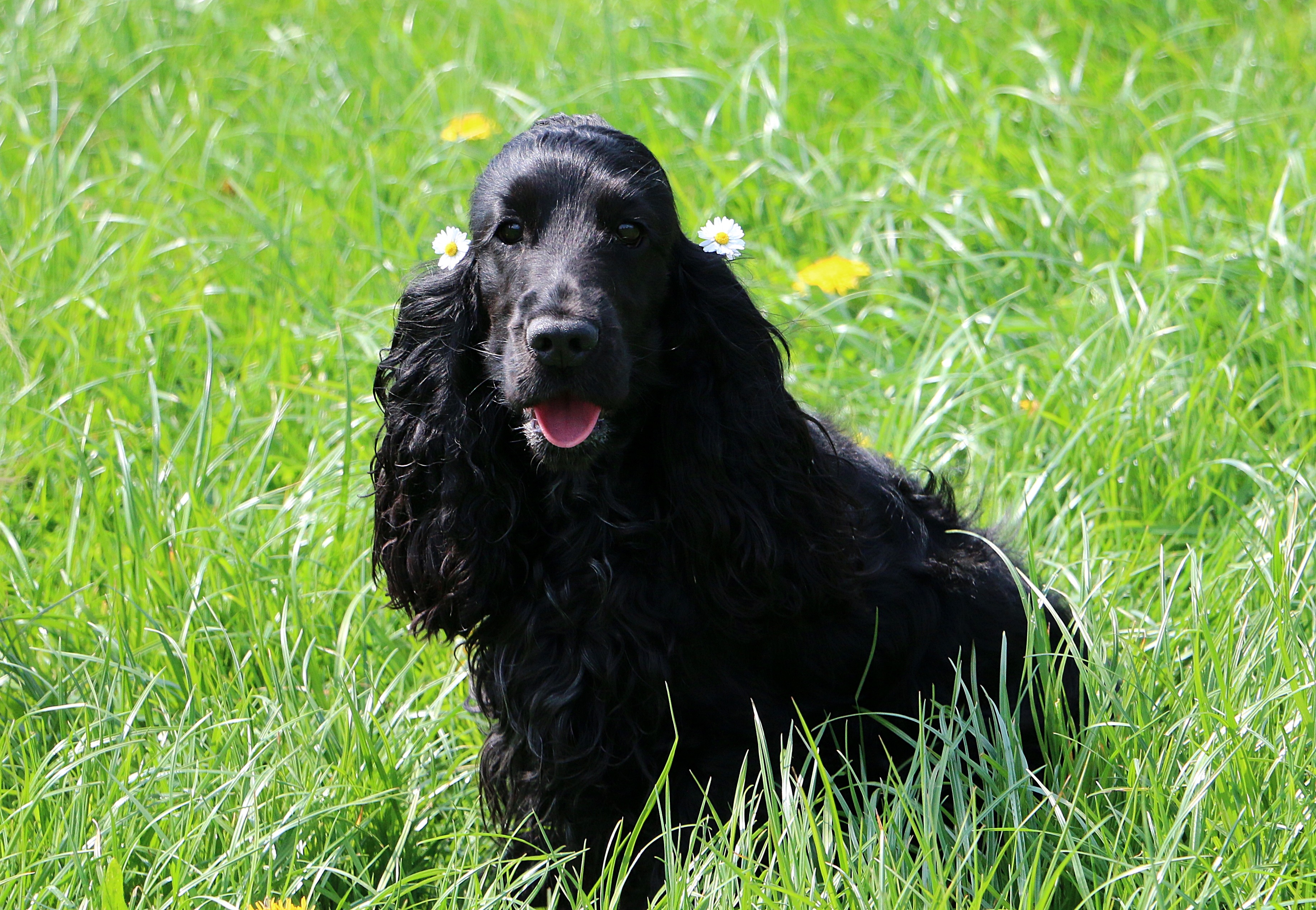 cocker spaniel