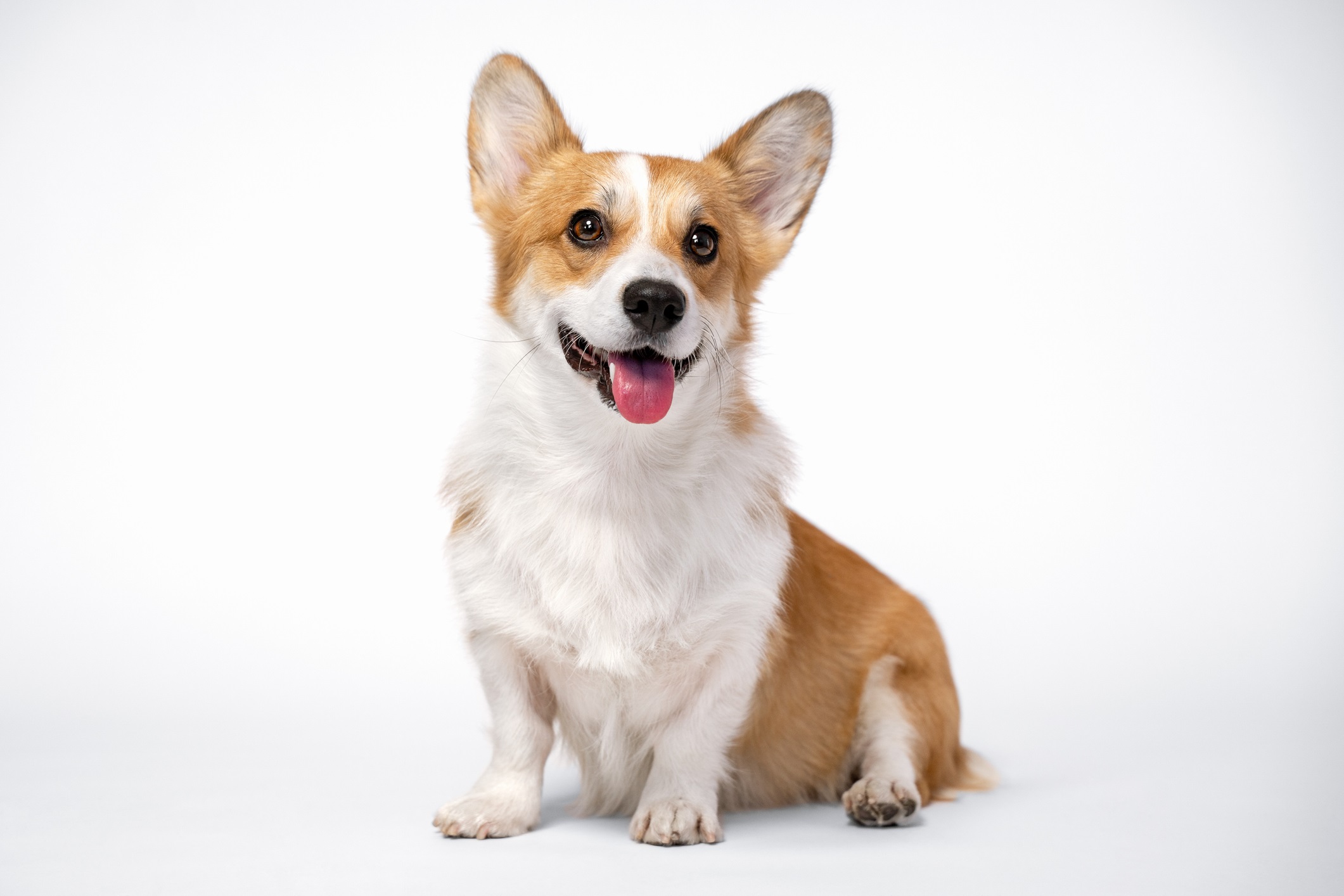 Corgi