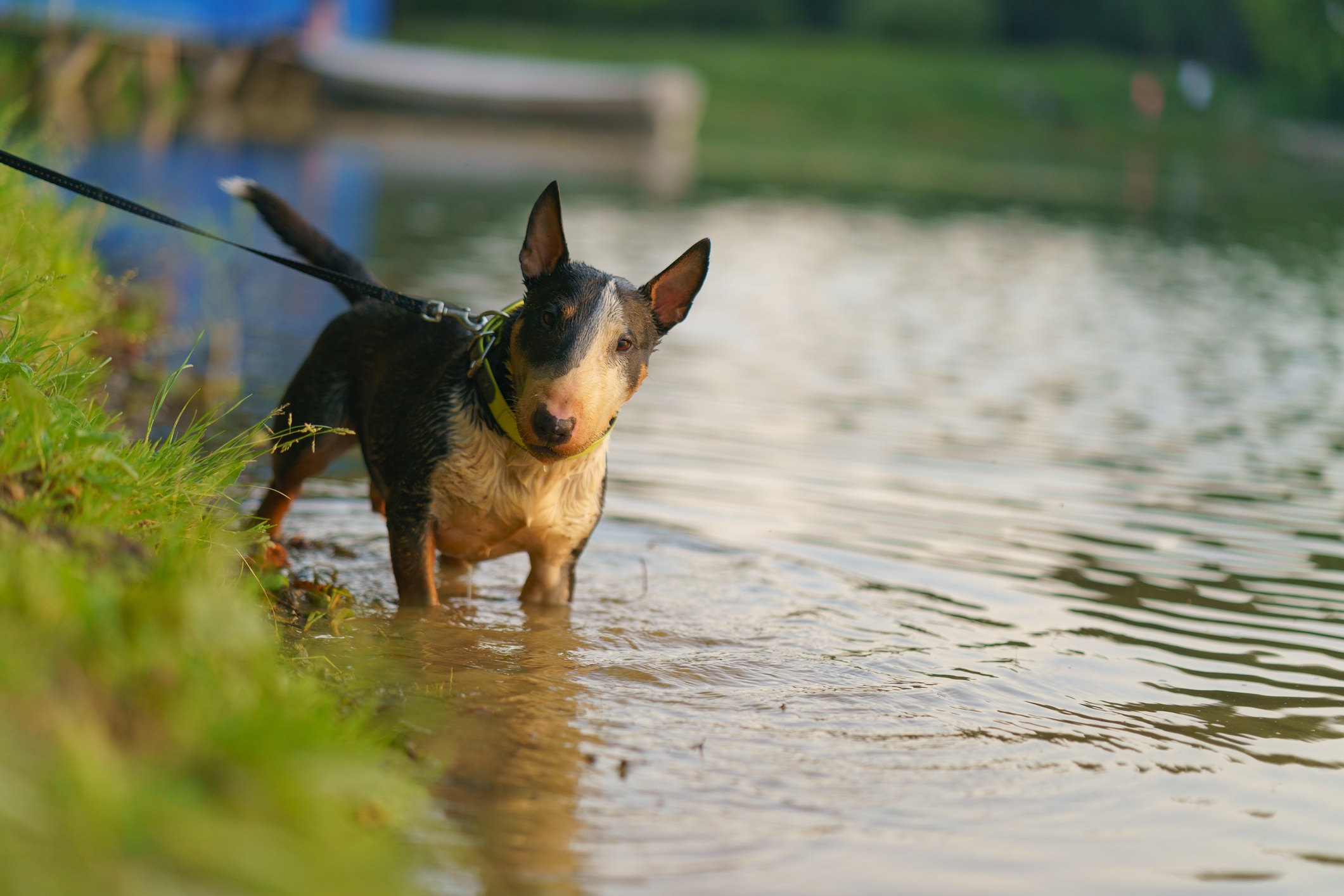 Bull terrier