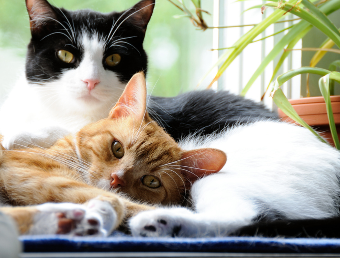 Two cats relaxing