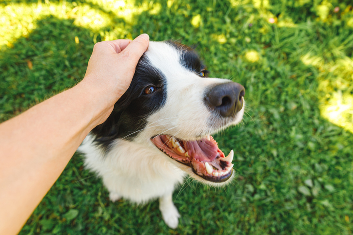 Happy dog