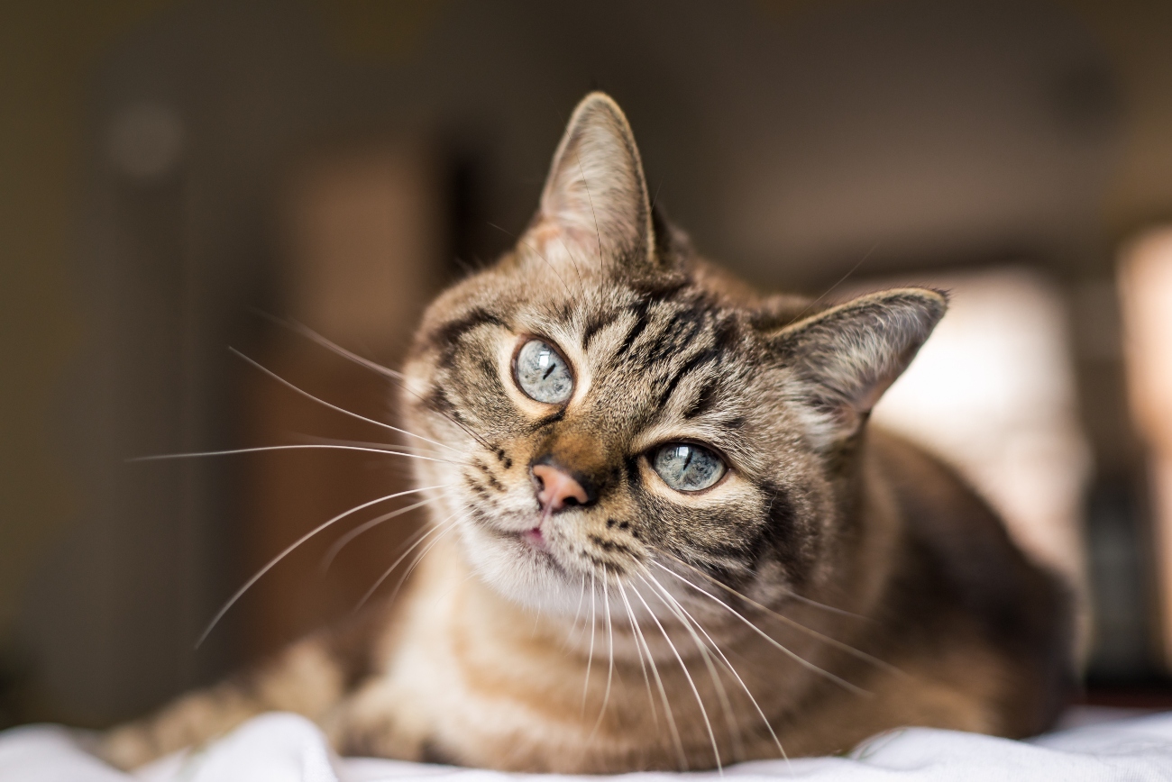 Cat Insurance For Older Cats from Petwise