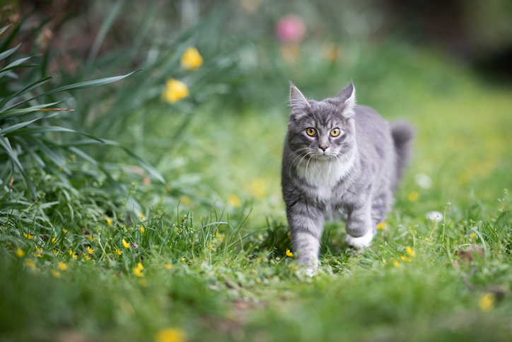Cat roaming garden