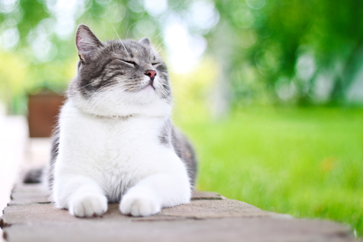 Cat relaxing in garden