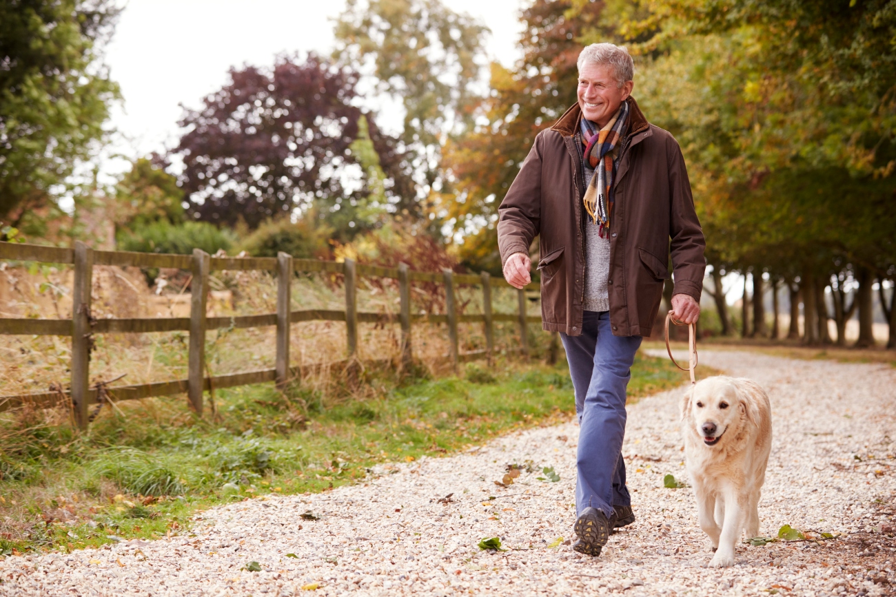 Health insurance for senior dogs