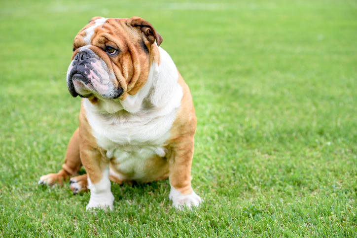 English bulldog