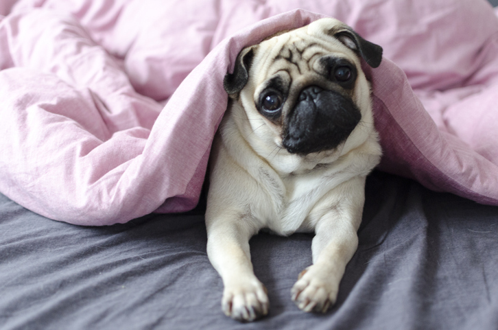 Pug in bed