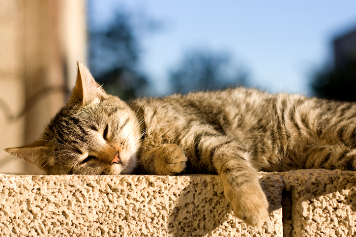 Cat sleeping in the sun