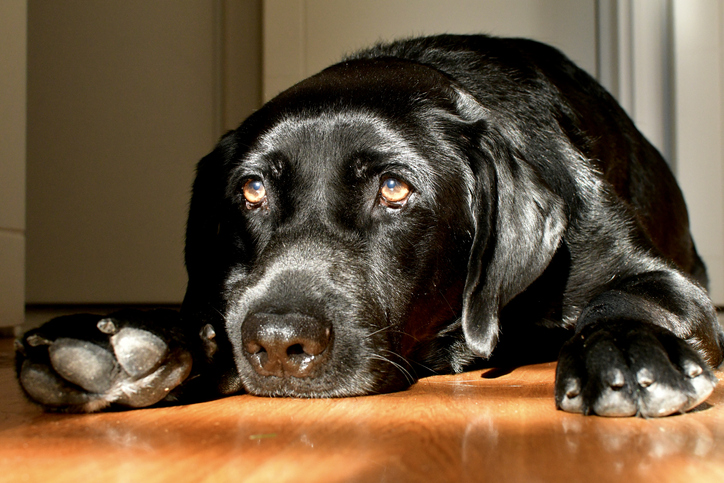 Grumpy Labrador