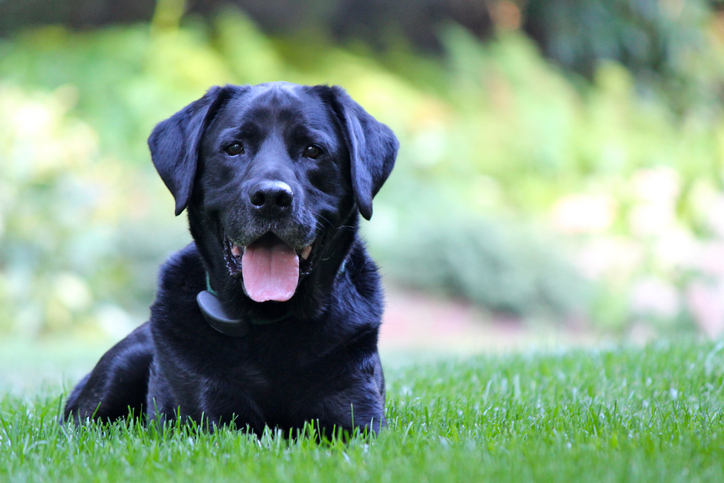 Panting Labrador