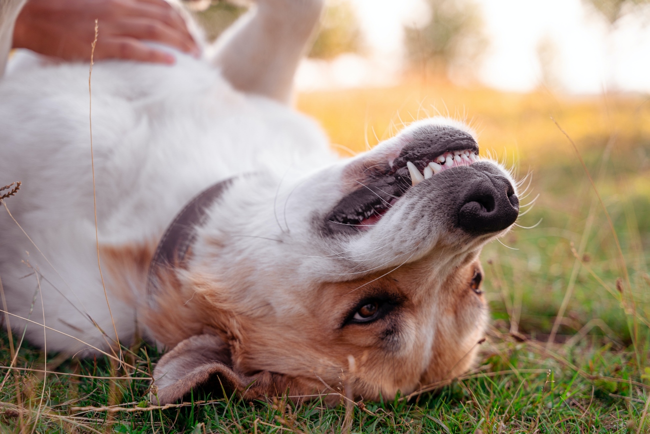 dog lying upside down showing teeth