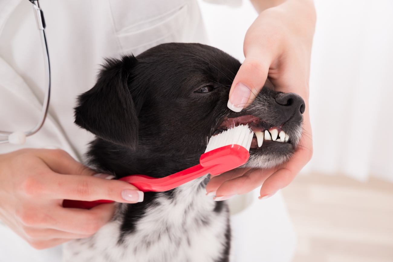 dog having its teeth brushed