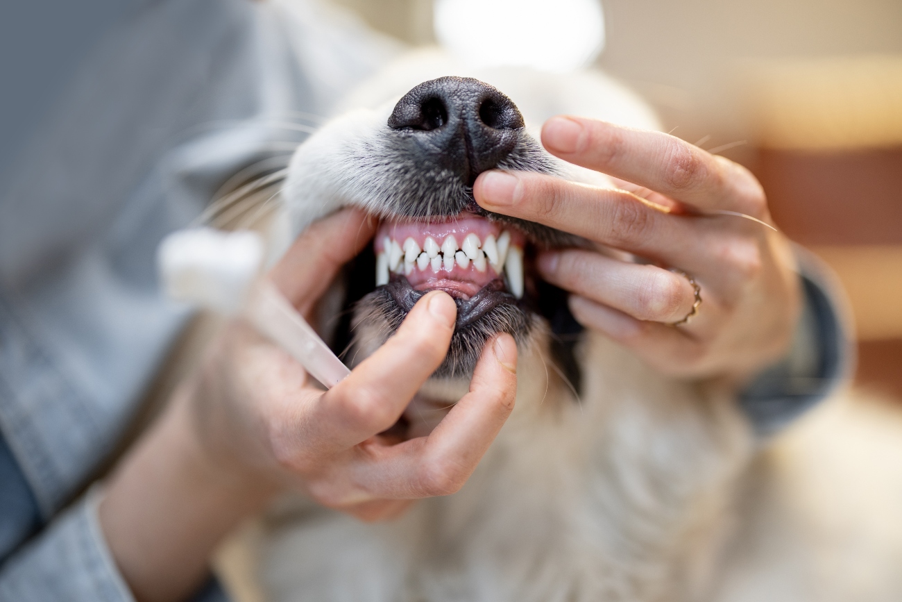 dog having teeth brushed front view